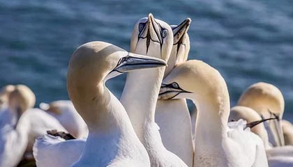 九游体育app下载-王者荣耀解说评述：赛事战术分析与选手表现评价，王者荣耀赛事分析报告