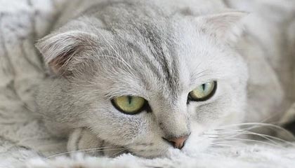 九游体育app下载-王者荣耀解说评述：赛事战术分析与选手表现评价，王者荣耀赛事分析报告