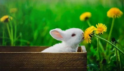 九游体育app下载-王者荣耀解说评述：赛事战术分析与选手表现评价，王者荣耀赛事分析报告